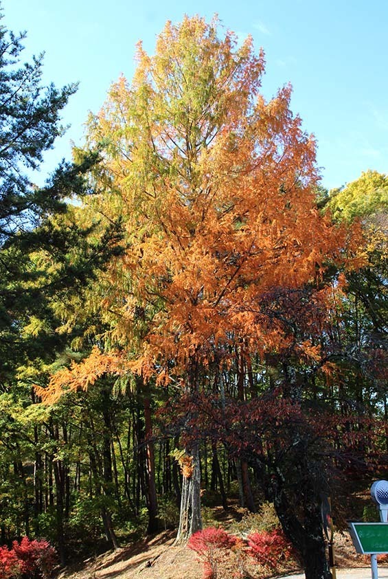 2015_10_31 (25)sd.jpg