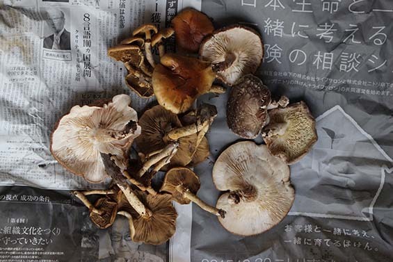 2015_11_01 (5)sd.jpg