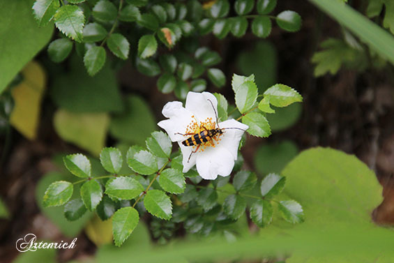 2016_07_17 (24)sd.jpg