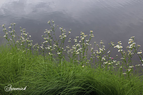 2016_07_17 (37)sd.jpg