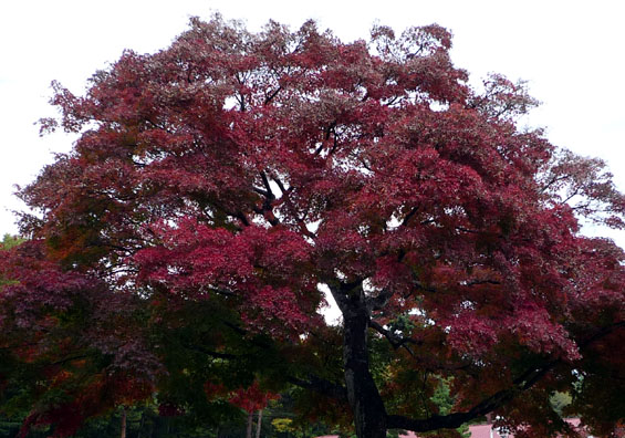 P1020051.jpg