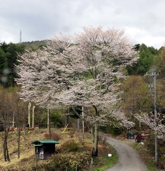 2017_05_06 鏡湖 EOS (8)sd.jpg