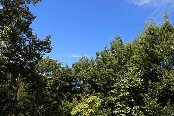 IMG_4163_sd.jpg